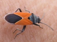 Melanopleurus bicolor