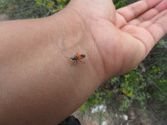 Melanopleurus bicolor
