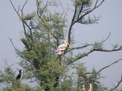 Mycteria leucocephala