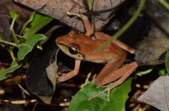 Pristimantis achatinus