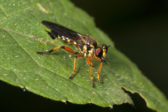 Laphriini