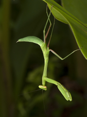 Hierodula membranacea