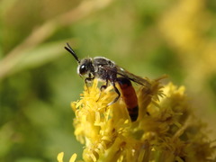 Sphecodes davisii