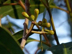 (c) Max Campbell, some rights reserved (CC BY) Eucalyptus muelleriana, photograph (c) Max Campbell, some rights reserved (CC BY)