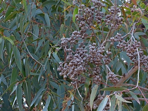 Image of Eucalyptus muelleriana by (c) Max Campbell, some rights reserved (CC BY)