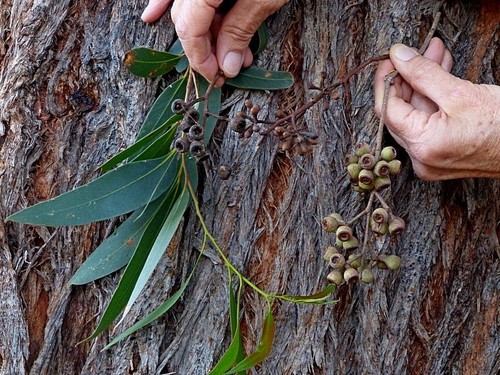 Image of Eucalyptus muelleriana by (c) Max Campbell, some rights reserved (CC BY)