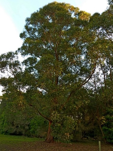 Image of Eucalyptus muelleriana by (c) Max Campbell, some rights reserved (CC BY)