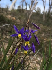 Hemerocallidoideae