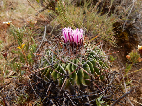 Echinofossulocactus crispatus