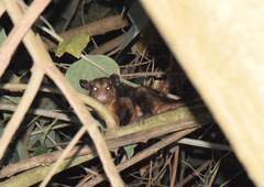 Didelphis marsupialis