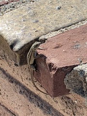 Sceloporus occidentalis