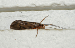 Dicosmoecinae