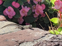 Sceloporus occidentalis