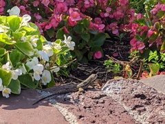 Sceloporus occidentalis