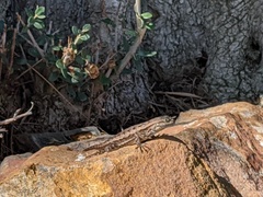 Sceloporus occidentalis