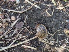 Cornu aspersum