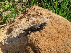 Sceloporus occidentalis