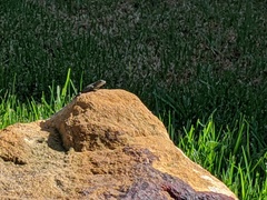 Sceloporus occidentalis