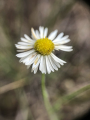 Erigeron pumilus