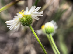 Erigeron pumilus