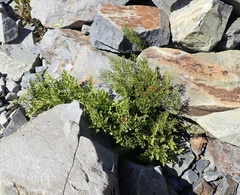 Cryptogramma cascadensis