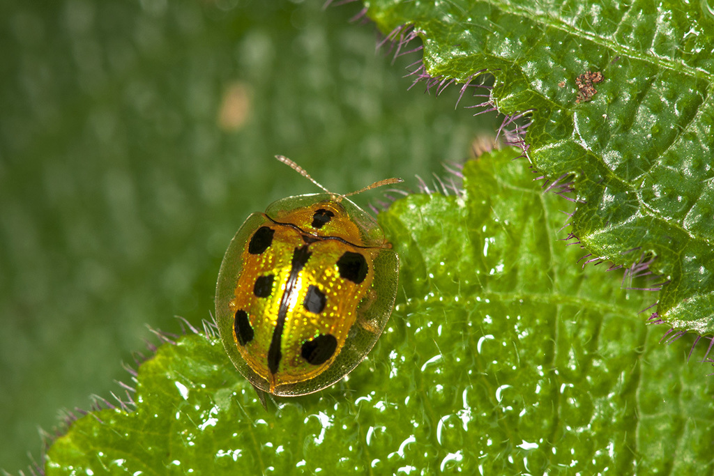 Chiridopsis acutangula