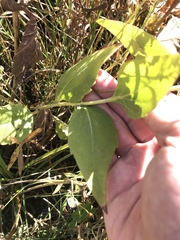 Rudbeckia occidentalis