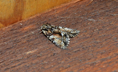 Chytonix divesta