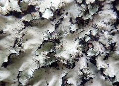 Melliss' parmotrema lichen