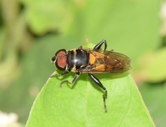 Syrphidae