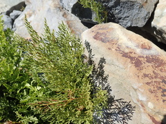 Cryptogramma cascadensis