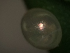 Acanthocephala femorata