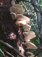Favolus spatulatus