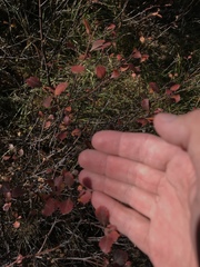 Betula nana