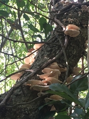 Favolus spatulatus