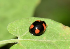 Cheilomenes sexmaculata