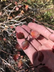 Betula nana