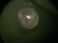 Acanthocephala femorata