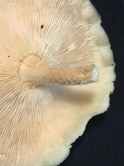 Favolus spatulatus