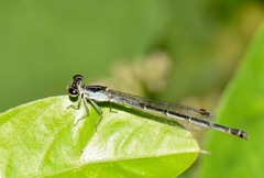 Coenagrionidae
