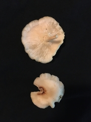 Favolus spatulatus