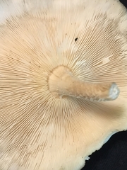Favolus spatulatus