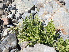 Cryptogramma cascadensis