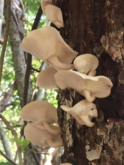 Favolus spatulatus