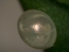 Acanthocephala femorata