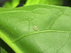 Acanthocephala femorata