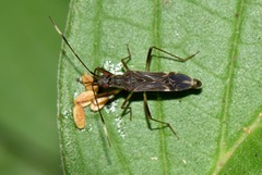 Heteroptera