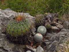 Ferocactus alamosanus