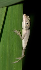 Anolis festae
