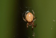 Araneae